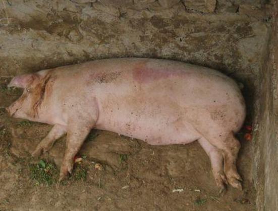 猪反复发烧带喘是什么原因引起的,猪反复发烧一打针就吃不打就不吃