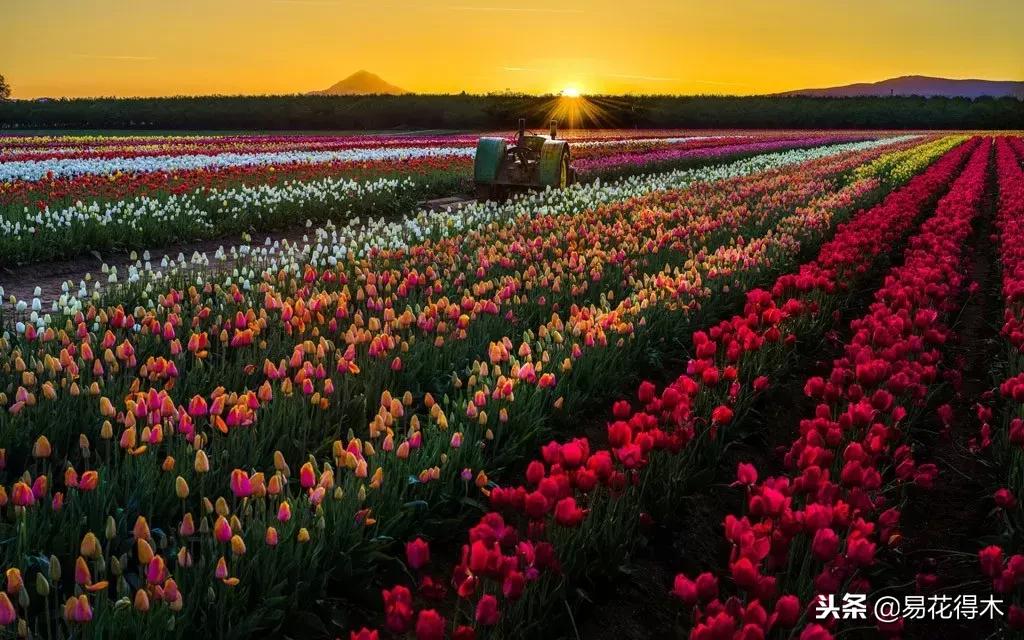 郁金香的种植方法及养护,郁金香养护方法及注意事项