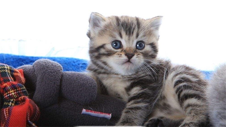 猫咪为什么经常带攻击性,猫咪为什么会有异食