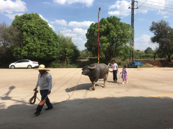 探访石林彝族第一村五棵树村,石林彝族第一村攻略