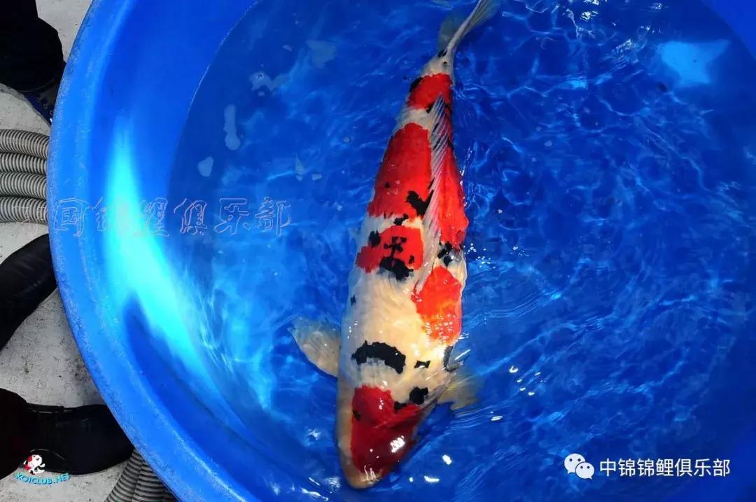 养巨鲤的正确方法图解,养鲤技术教程大全