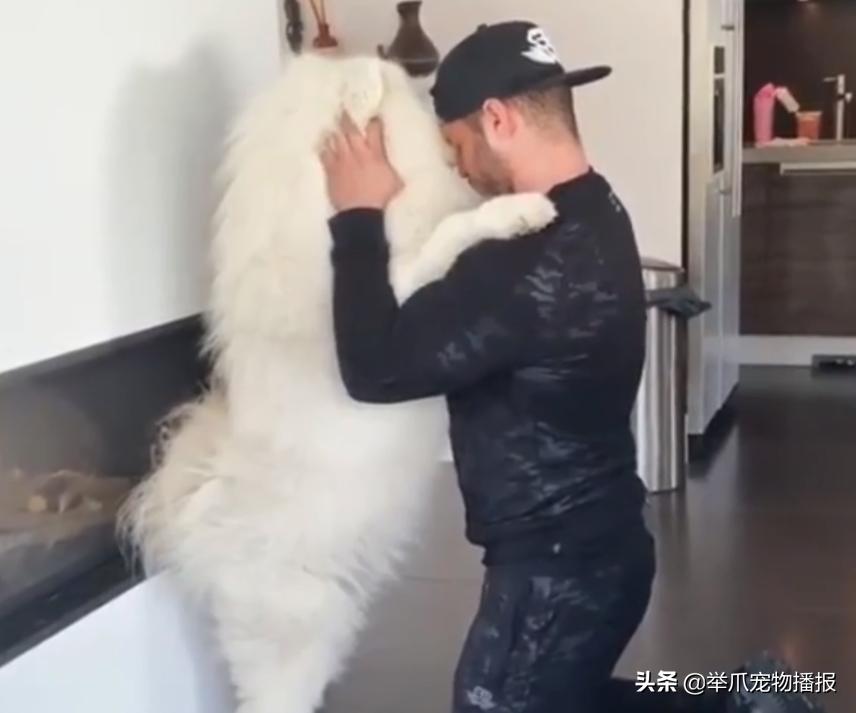 狗狗拥抱你,狗狗拥抱太阳满满的正能量