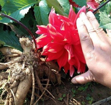 大丽花叶子发黄怎么急救,大丽花地栽以后黄叶