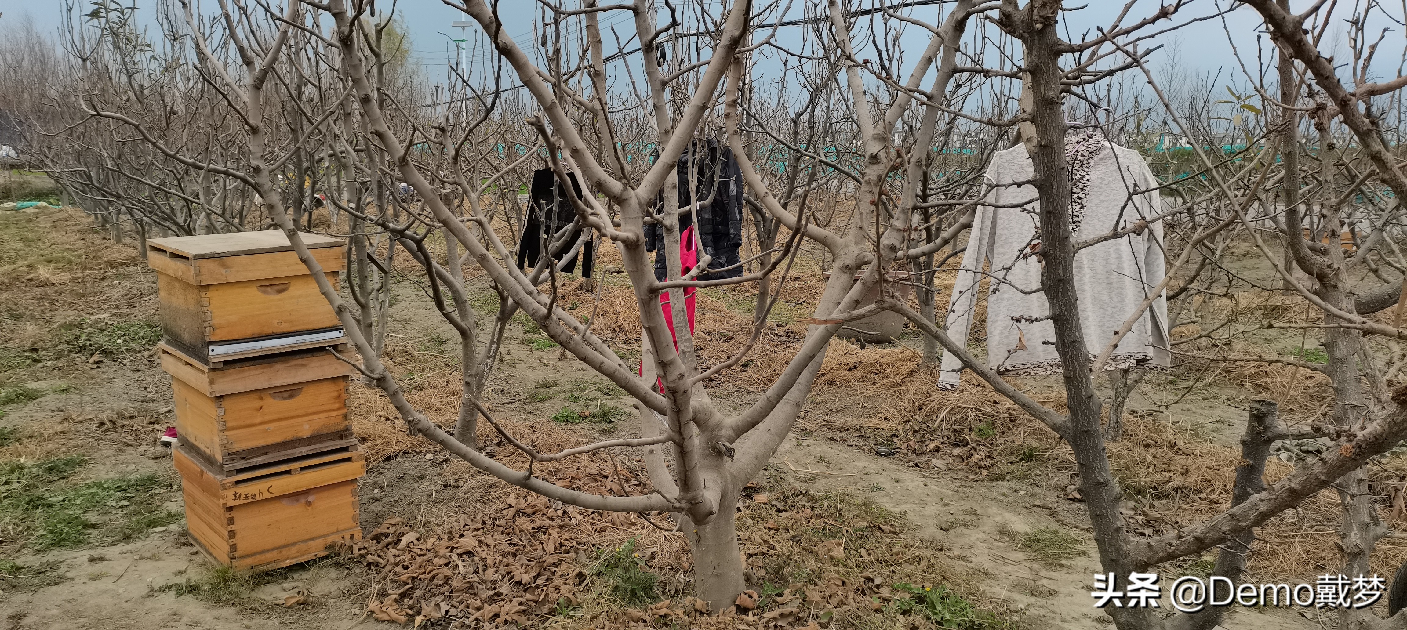 一群流浪的养蜂人,流浪的养蜂人