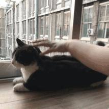 猫故事全集,猫故事小说