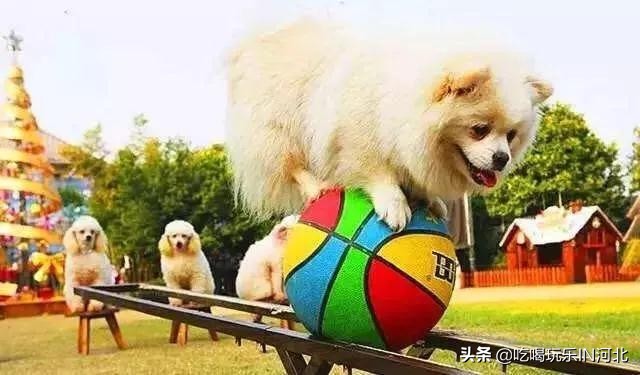 神奇动物狂欢乐园,神奇动物嘉年华武汉汉阳