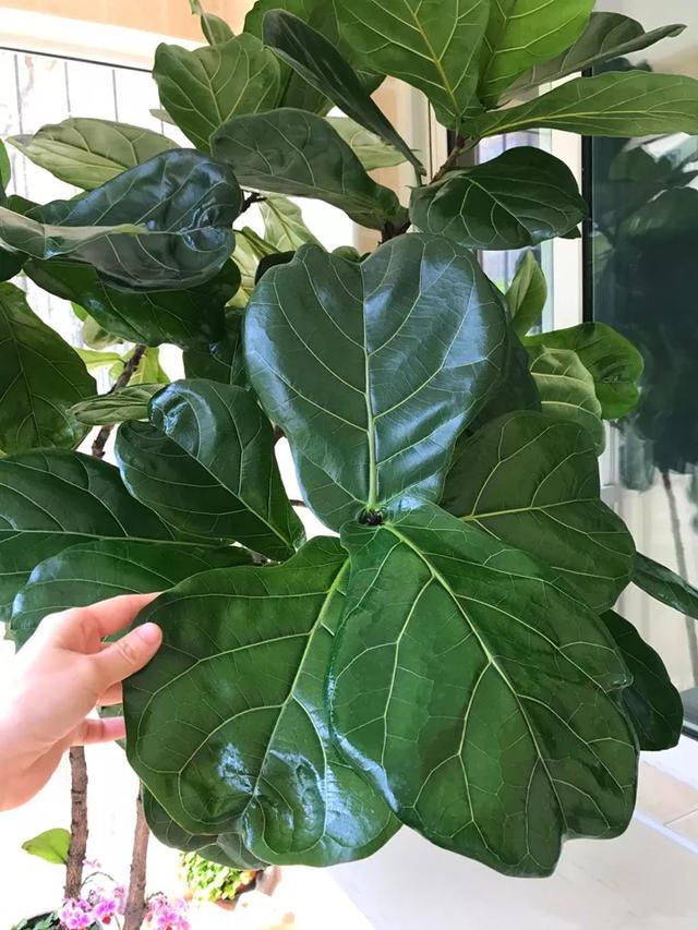 什么肥料能促进叶子生长,叶子施肥的方法