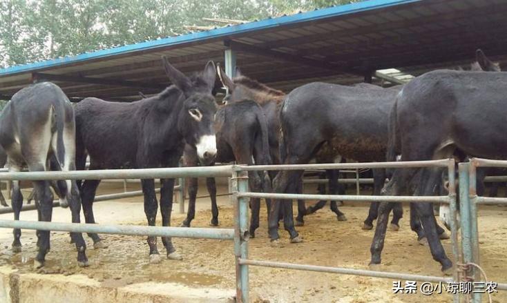 小琼聊三农：与您分享关于肉驴健康成长的相关技术，快来看看吧