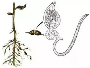 农友:我家有“粪”不用花钱买有机肥?对不起,你的灾难要来了