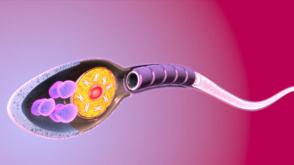 精子为什么一定要凝固,精子为什么会有活力