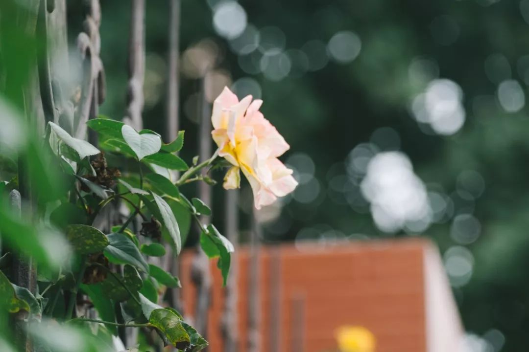 郑州南阳路房价18万,郑州南阳路黄河路房价