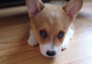 用“打”来训狗狗，危害有多大？