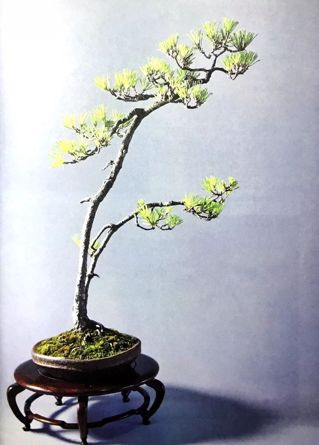 十年之前,它只是一棵黑松枝条;十年之后,作者开价十二万!