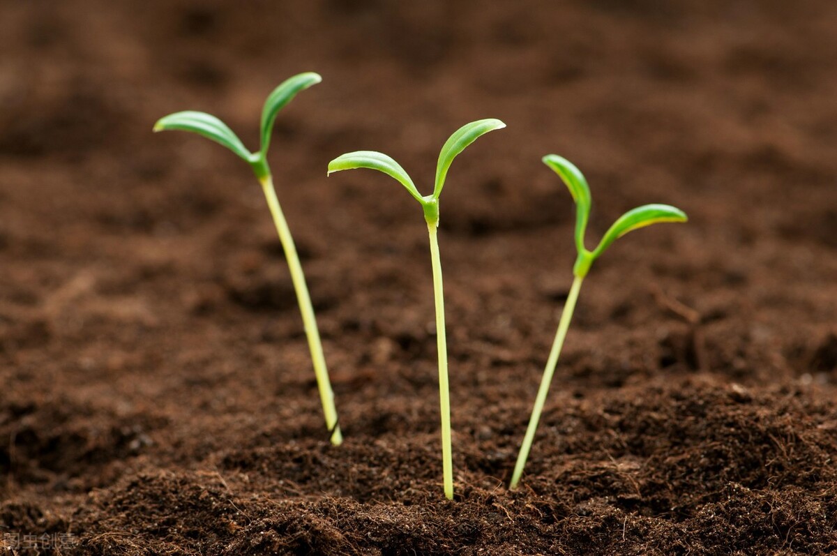 大白话用古文表达,大白话和古文对比