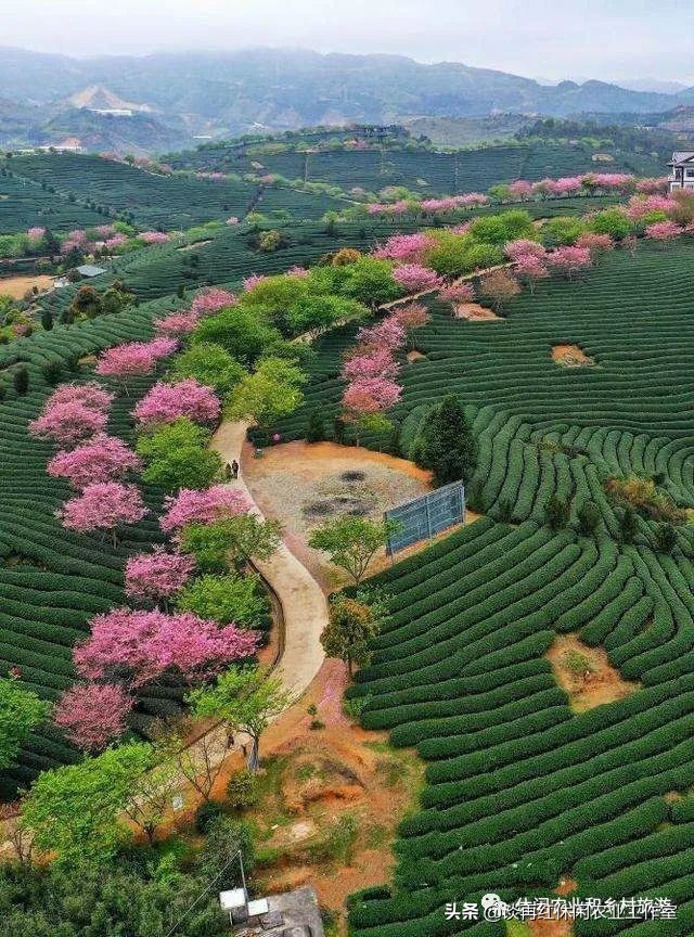 疫情过后哪些产业发展潜力大,疫情下的农村产业发展现状