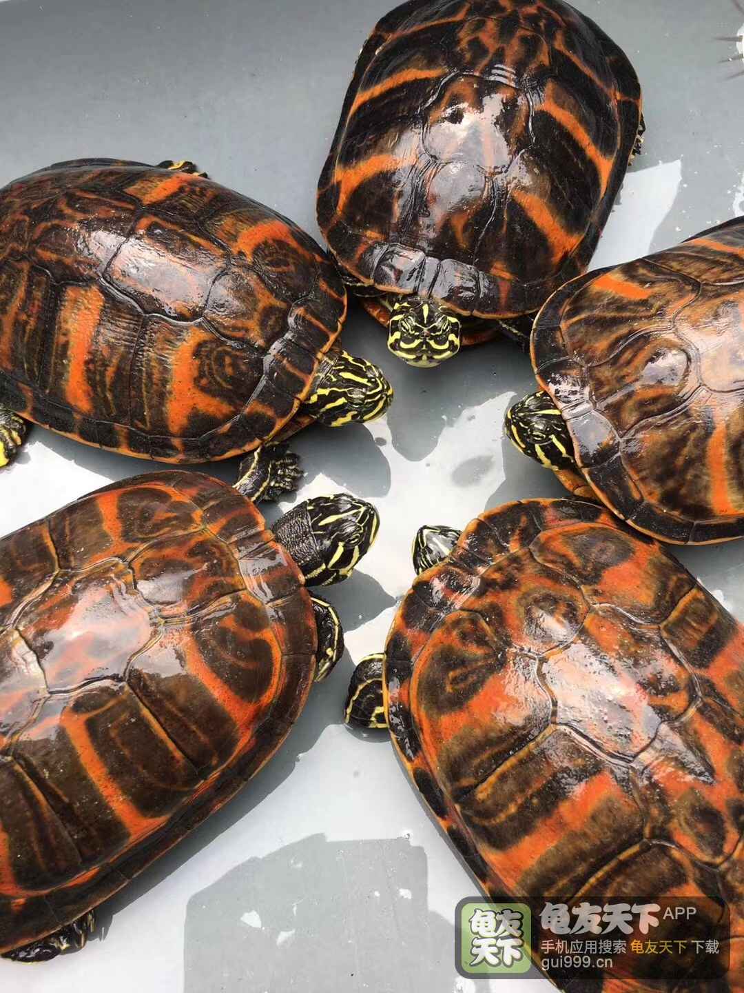 新手养龟推荐养什么龟,养龟最容易入手的龟