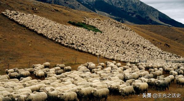 孤悬海外的新西兰，闷声发大财的最好代表