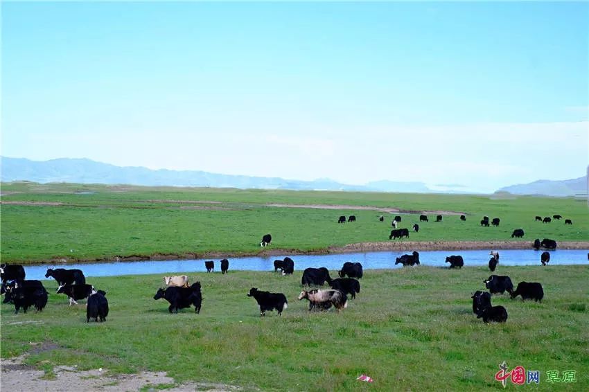 大梅看草原丨盛夏的甘南玛曲，美得脱俗惊艳