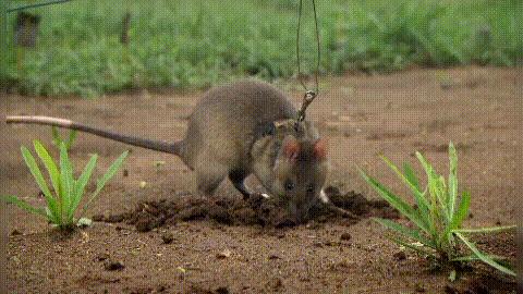 扫地雷、探结核,非洲巨鼠救了很多人性命,究竟是怎么一回事?
