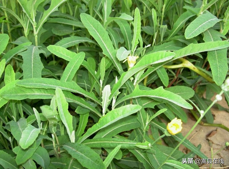 农村比较常见的中草药,农村不可碰的十种草药