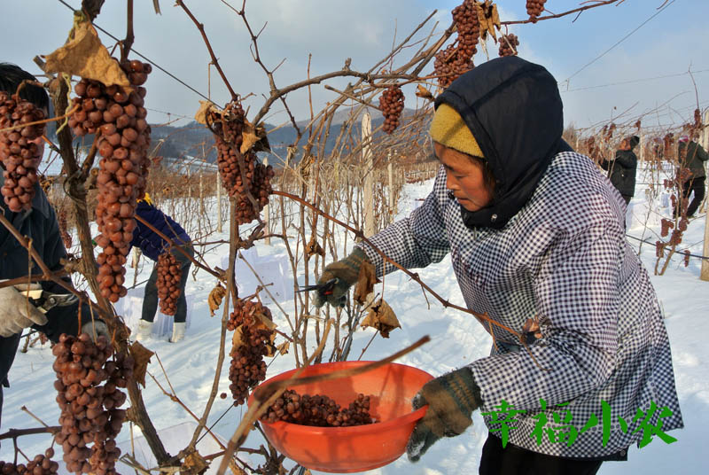 在北方投资500亩冰葡萄，投入数百万，还要建酒庄，可以吗？