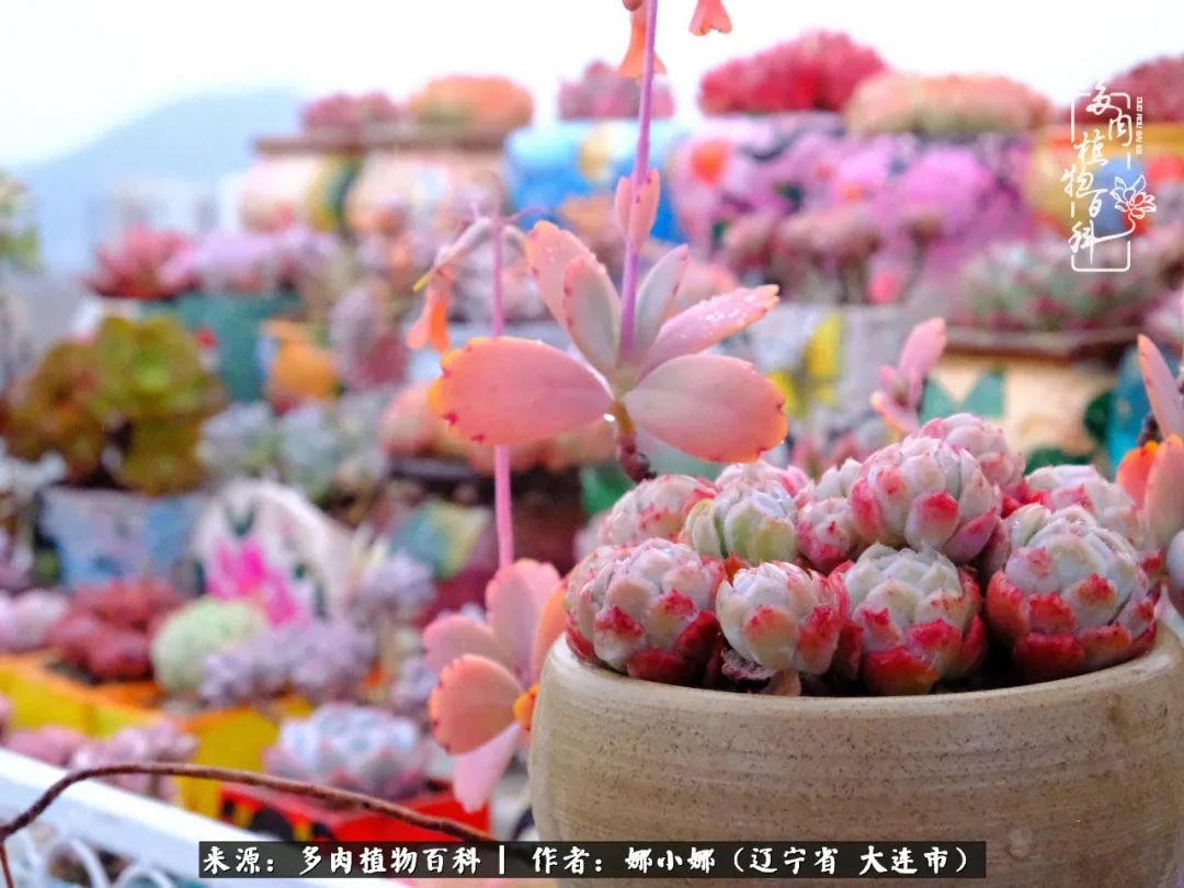 你是盆我是花，你护我周全，我为你绽放