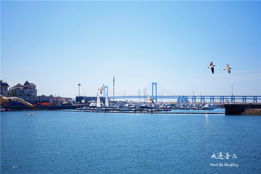 北方明珠活力四射的浪漫之都大连，国内最具特色的海洋世界圣亚