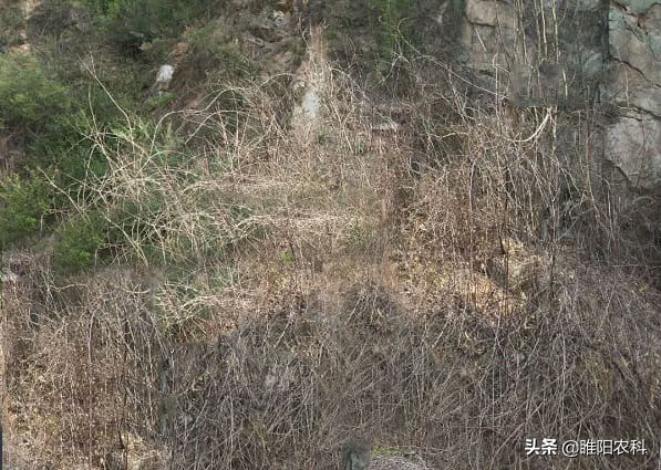 草甘膦除草剂对有水的杂草有效么,草甘膦高效除草剂