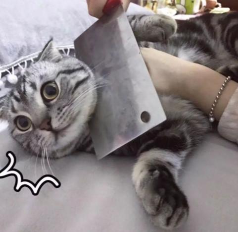 遇到猫咪怎么办,被猫咪咬了怎么判断有没有狂犬病