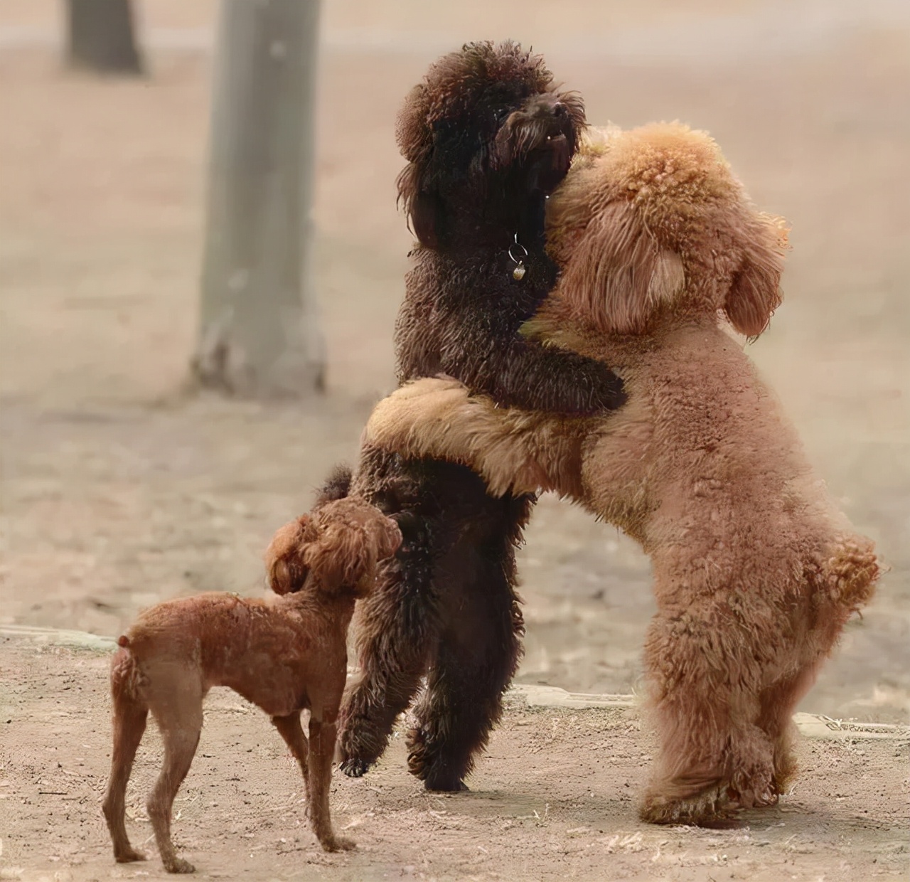 泰迪交配时，不要强行将它们分开，这样伤害很大