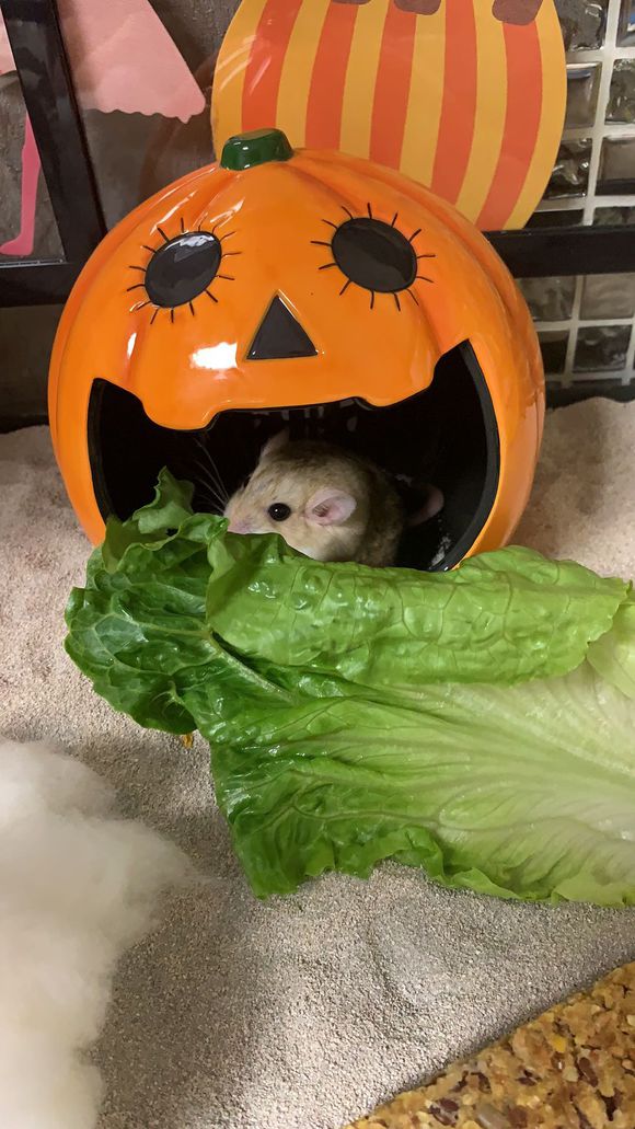 仓鼠会喂养自己的孩子吗,仓鼠可以当宠物吗