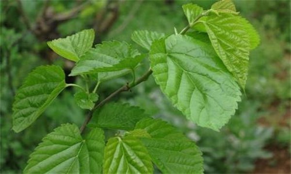 肝火太旺喝什么败火,肝火过旺的中药