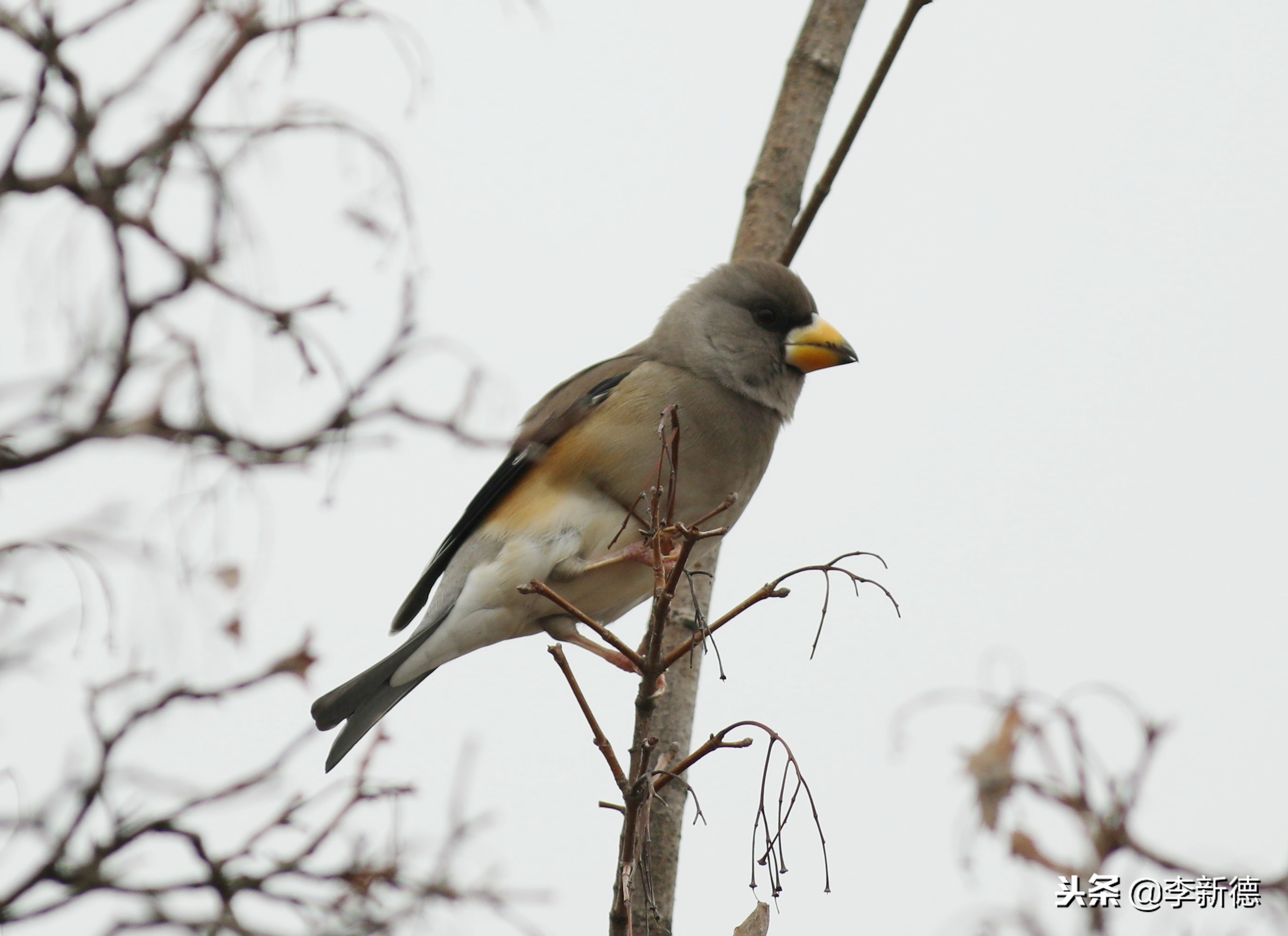 安徽铜嘴鸟,合肥拍鸟视频大全