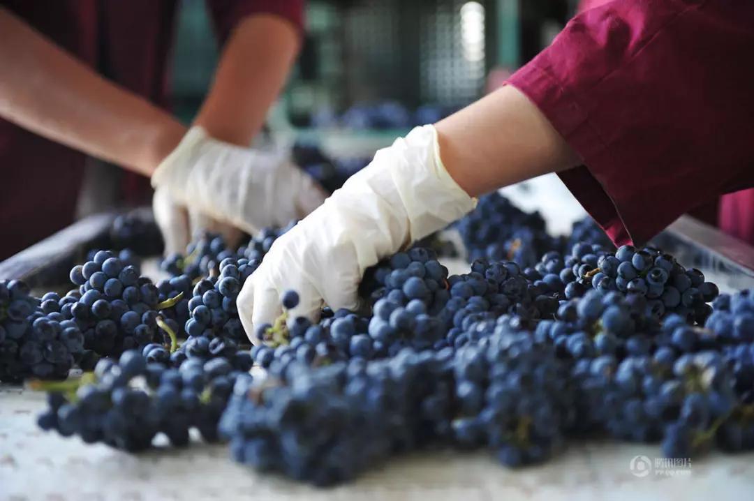 葡萄酒酿造过程需要多长时间,芒康葡萄酒酿造过程