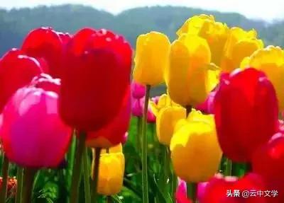 花语大全100种花图片,100种花的花语太全了