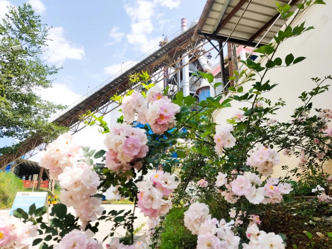 寻找最美工厂|华新云龙公司多彩之秋