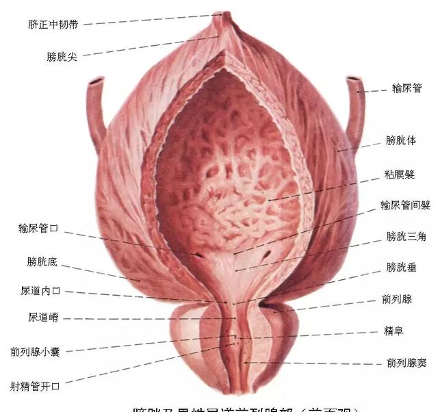 前列腺的生理功能是什么？前列腺为什么增生？