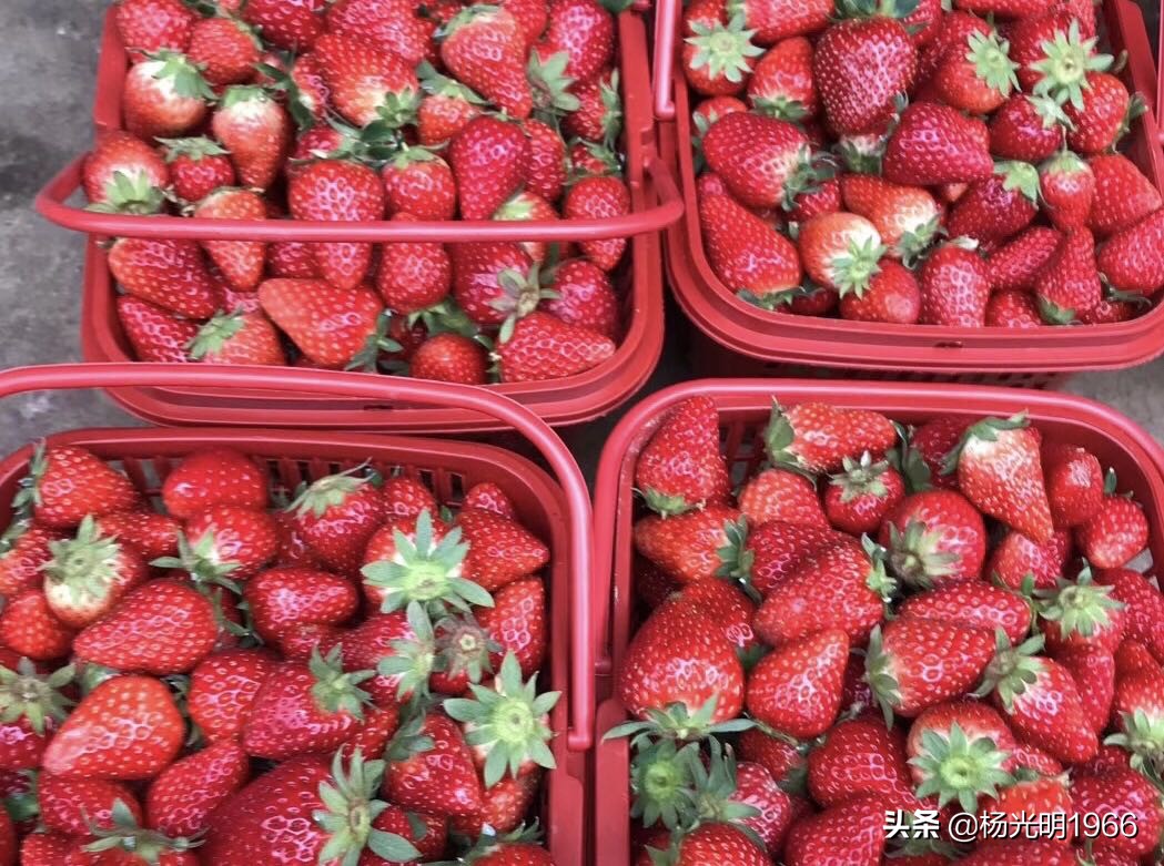 鍑噷鏀惰垂绔欏崠鑽夎帗 (鍑噷闄勮繎鐧借壊鑽夎帗)