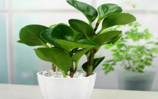 碧玉开花怎么修剪,碧玉花怎样修剪