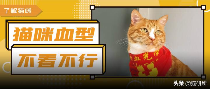 猫咪大部分是什么血型,猫咪的血型有哪几种