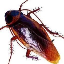 消灭蟑螂的100种有效的方法,怎么消灭4种蟑螂最有效的方法