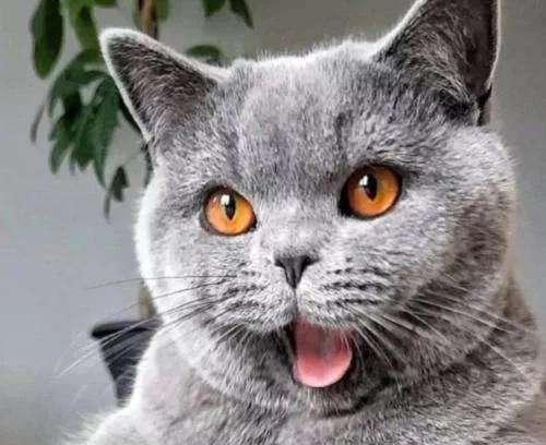 为啥很多人喜欢养外国猫,为什么很多人爱养蓝猫