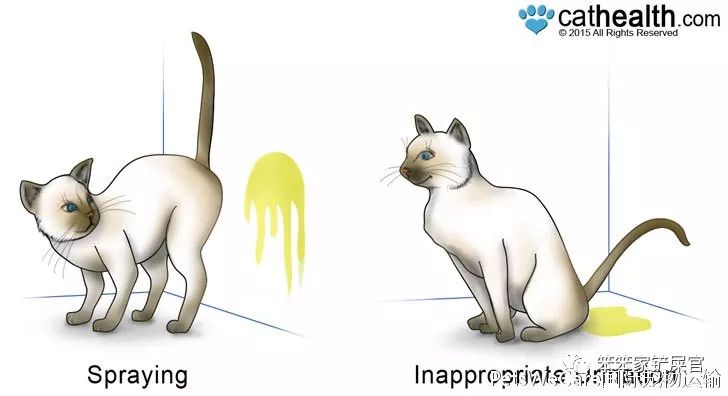 猫咪乱拉尿,打一顿解决不了问题:找出乱拉尿原因才是关键