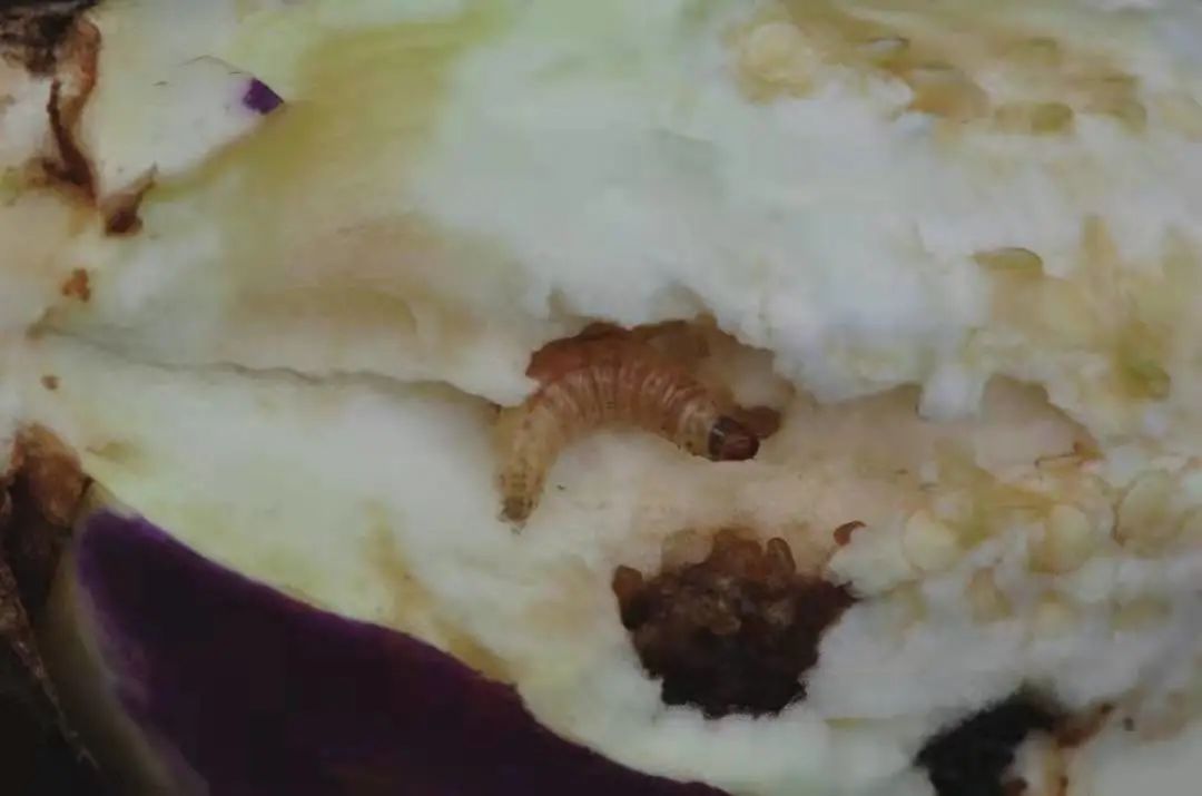 茄子病虫害早期症状,盆栽茄子落花落果什么原因