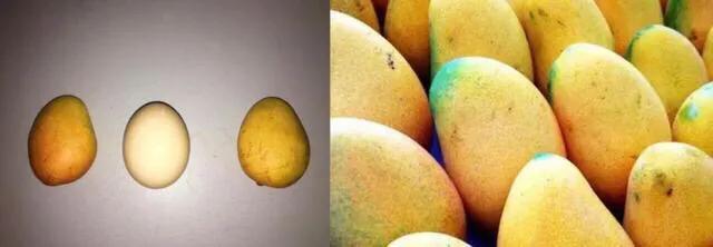 芒果品种西施芒,芒果品种四季蜜芒