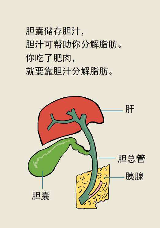 溶解胆结石的药有哪些,体检发现胆结石需要治疗吗