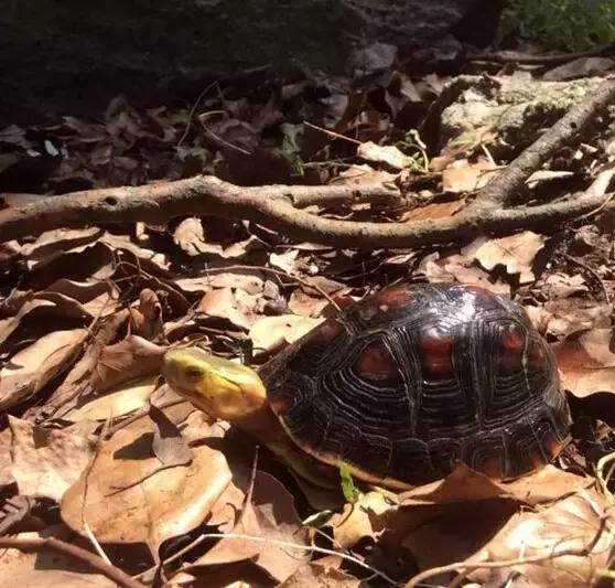 黄缘乌龟宠物,黄缘龟喜欢的植物