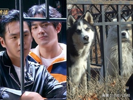 林更新表情包哈士奇,林更新张若昀狗子表情包主人