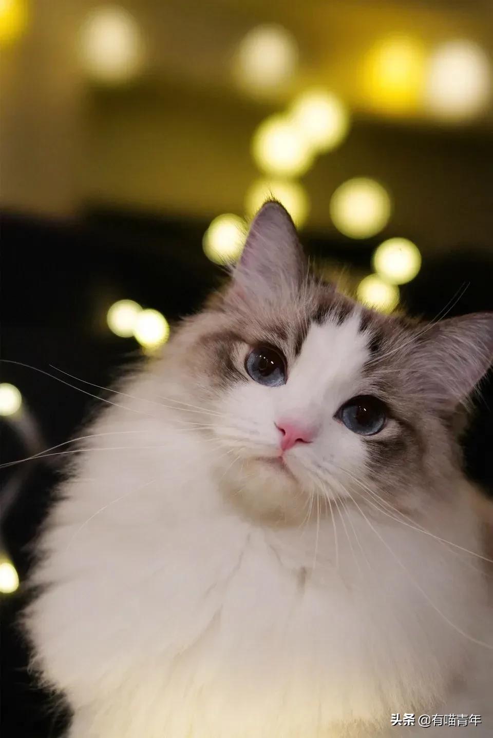 布偶猫身长四十厘米体重九斤,超级可爱的布偶猫有两万斤