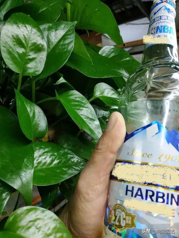 绿萝养不好总是黄叶子是怎么回事,养护绿萝出现了黄叶怎么办